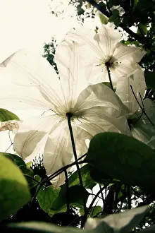 Clematis: Clematis