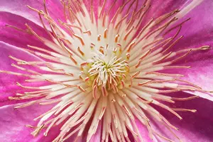 Clematis: Clematis