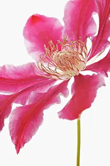 Optimism: Clematis