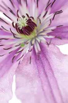 Clematis: Clematis