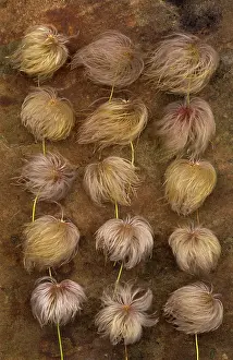 Clematis: Clematis