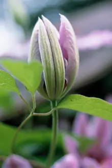 Clematis: Clematis