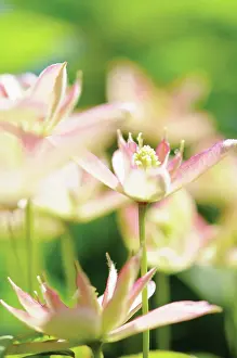 Clematis: Clematis