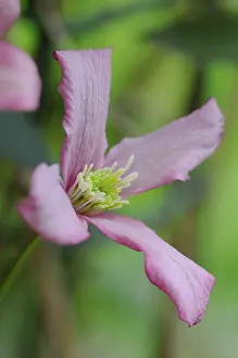 Rubens: Clematis