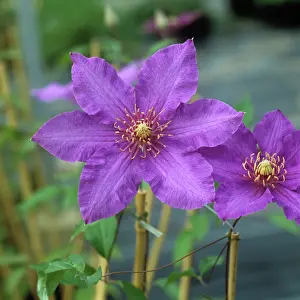 Clematis: Clematis