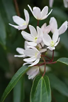 Smell: Clematis
