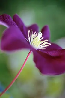 Mauve: Clematis