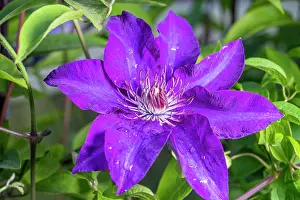 Clematis: Clematis