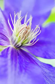 Creeper: Clematis Ascotiensis, close up showing stamens