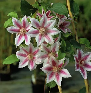 Clematis: Clematis Carnaby