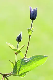 Buds: Clematis, Clematis Arabella, Two blue buds backlit
