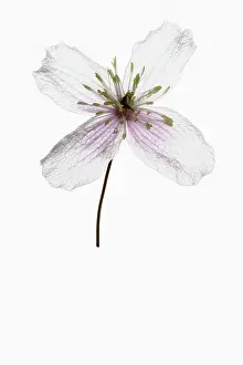 Mauve: Clematis, Clematis cultivar, Mauve subject, White