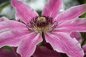 Stamen: Clematis, Clematis cultivar, Pink subject