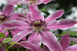 Stamen: Clematis, Clematis cultivar, Pink subject