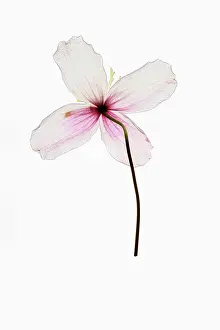 Clematis: Clematis, Clematis cultivar, Pink subject, White
