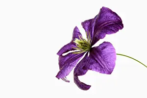 Cool: Clematis, Clematis cultivar, Purple subject, White