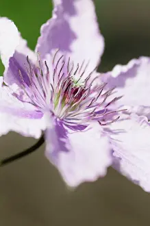 Clematis: Clematis, Clematis Hagley hybrid, Close view of
