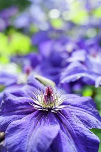 Birthday: Clematis, Clematis happy birthday zohapbi, Close