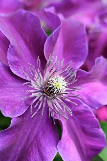 Clematis: Clematis, Clematis Huvi, Close up of purple coloured flowe