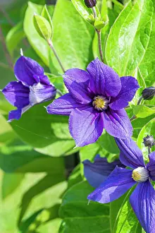 Climbers: Clematis (Clematis integrifolia) Durandii, flowers