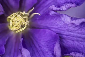 Clematis: Clematis, Clematis Lasurstern, Purple subject