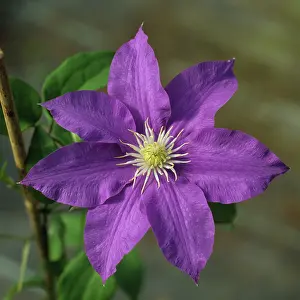 Clematis: Clematis (Clematis lasustern H.F. Young )