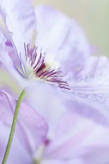 Clematis: Clematis, Clematis Margaret Hunt, Close side view