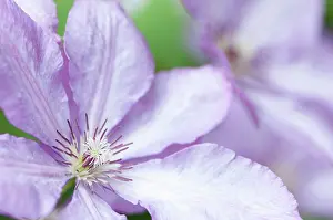 Clematis: Clematis, Clematis Margaret Hunt, Close side view