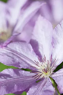 Clematis: Clematis, Clematis Margaret Hunt, Close side view