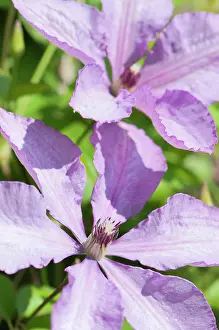 Clematis: Clematis, Clematis Margaret Hunt, Two mauve flowers
