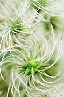 Clematis: Clematis, Clematis Marmori, Close up shwoing the