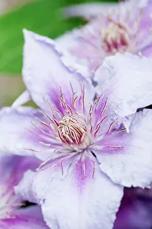 Clematis: Clematis, Clematis Marmori, Large, pale pink to