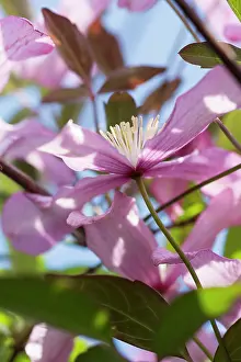 Clematis: Clematis, Clematis montana, Pink subject