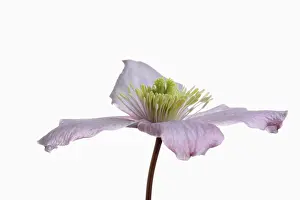 Clematis: Clematis, Clematis montana, Pink subject, White