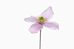 Stamen: Clematis, Clematis montana, Pink subject, White