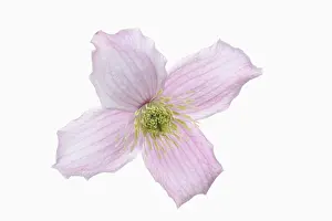 020617: Clematis, Clematis montana, Pink subject, White