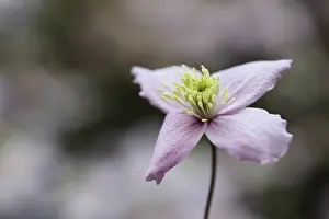 Mauve: Clematis, Clematis montana Wilsonii, Mauve subject