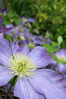 Clematis: Clematis, Clematis Mrs Cholmondeley, Close up mauve colour