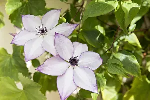 110219: Clematis (Clematis sp) in bloom in a garden, summer