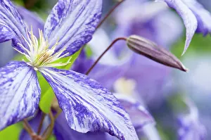 Clematis: Clematis, Clematis Tie dye, a bud with purple