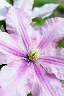 Lyon: Clematis, Clematis ville de lyon, Close up of pink flower gr