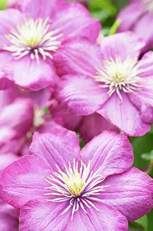 Lyon: Clematis, Clematis Ville de Lyon, Front view of