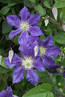 Clematis: Clematis, Clematis Wisley, Blue mauve flowers