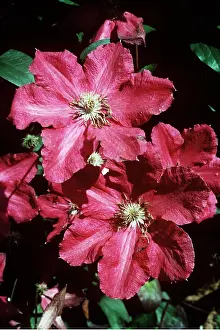 Climbers: CLEMATIS Ernest Markham - close-up