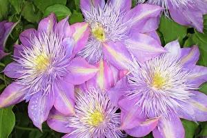 Clematis: Clematis flower