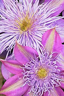 Clematis: Clematis flower