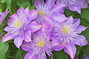 Clematis: Clematis flower