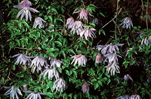 Martin Beames: CLEMATIS - in flower