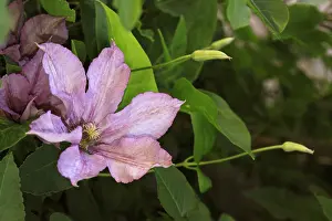 Private: Clematis flower in a garden - France Picardie Fleur