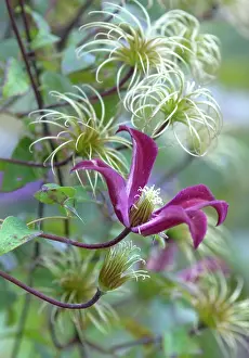 Clematis Gravetye Beauty with adjacent seed-heads
